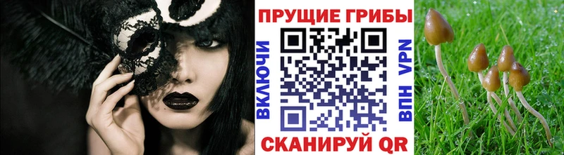 Псилоцибиновые грибы GOLDEN TEACHER  Родники 